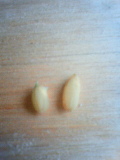 201204051651000.jpg